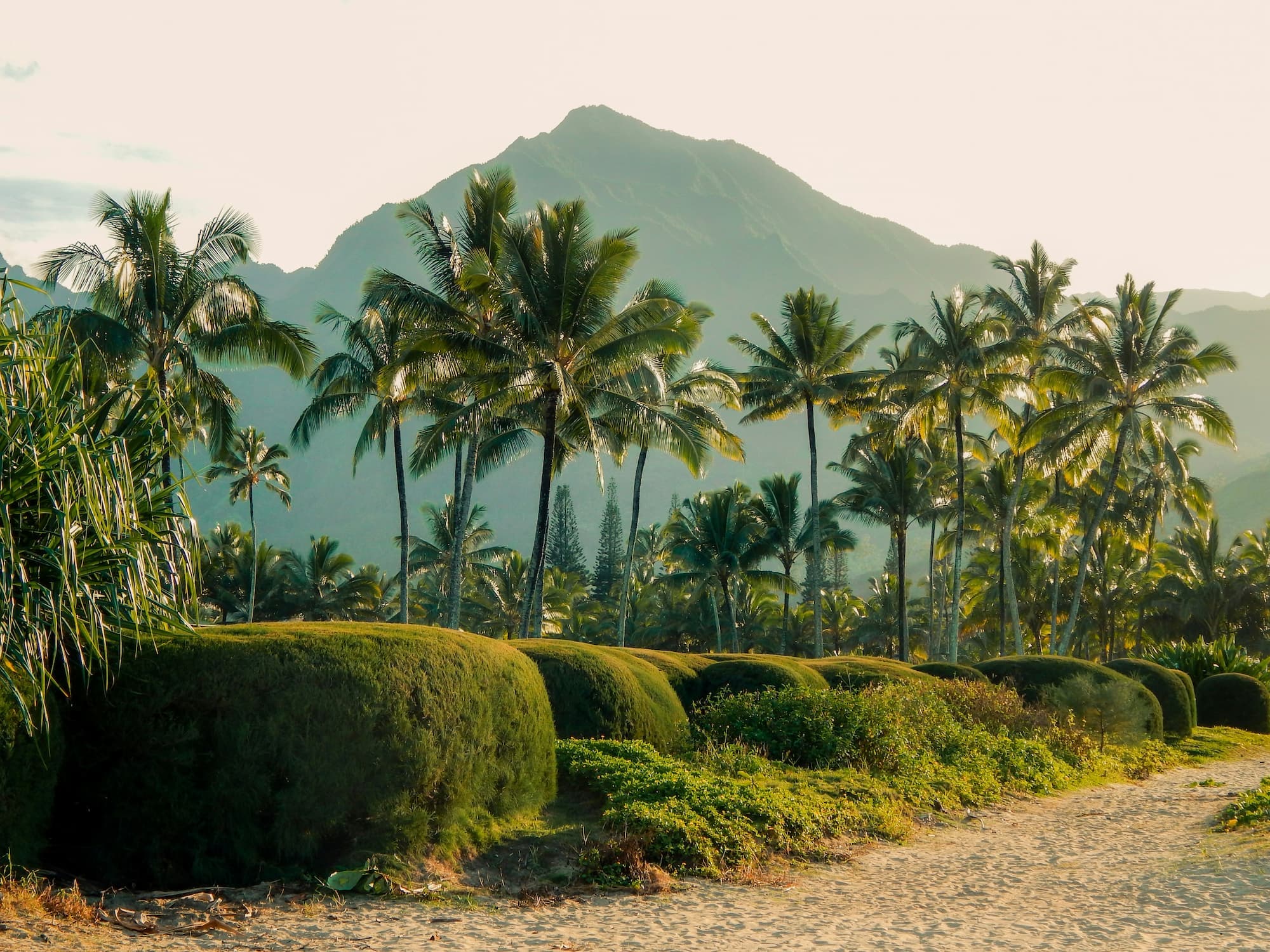 Tropical landscape with palm trees and mountains